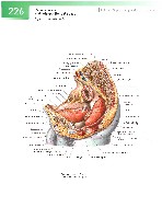 Sobotta  Atlas of Human Anatomy  Trunk, Viscera,Lower Limb Volume2 2006, page 233